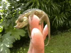 Chameleon on my fingers in Kenya